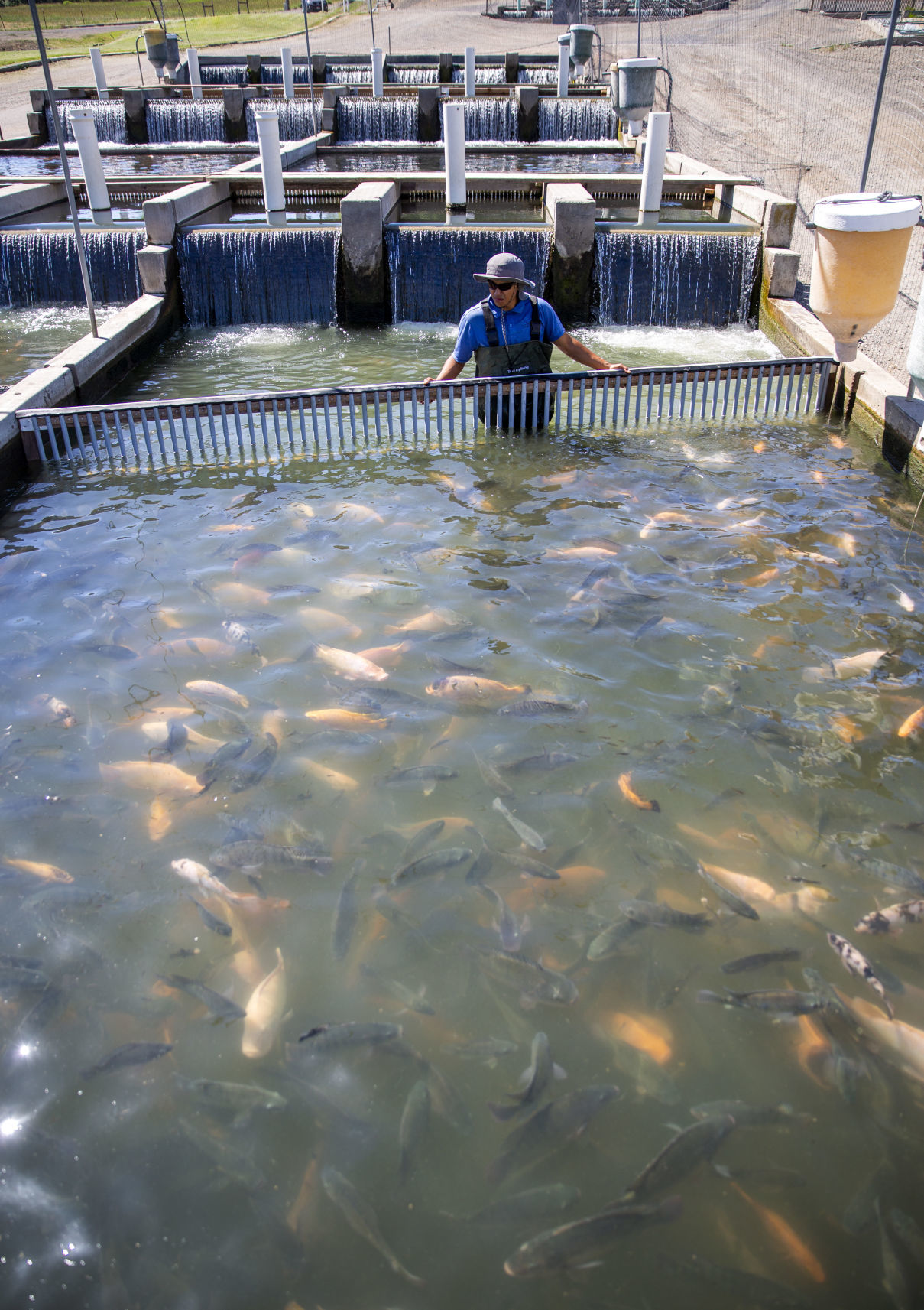 Aquaculture industry takes a hit with coronavirus closures